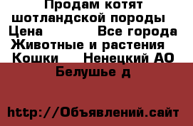 Продам котят шотландской породы › Цена ­ 2 000 - Все города Животные и растения » Кошки   . Ненецкий АО,Белушье д.